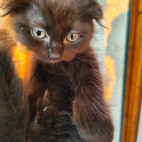 Femmina simil Scottish Fold