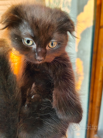 Femmina simil Scottish Fold