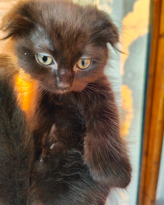 Femmina simil Scottish Fold