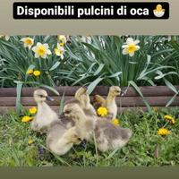 Pulcini di oca
