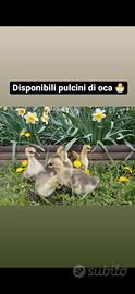 Pulcini di oca