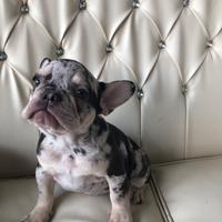 Bulldog Francesi Esotici