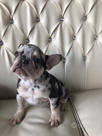 Bulldog Francesi Esotici