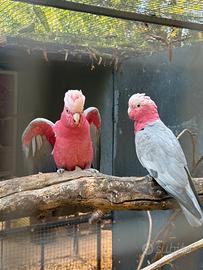 Cacatua roseicapilla