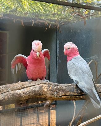 Cacatua roseicapilla