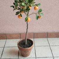 pianta calamondino