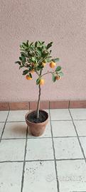 pianta calamondino