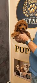 cuccioli barboncini toy red varie taglie 