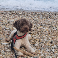 Lagotto romagnolo disponibile per accopiamento