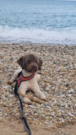 Lagotto romagnolo disponibile per accopiamento