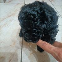 Cuccioli barboncino nano