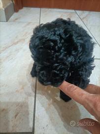 Cuccioli barboncino nano