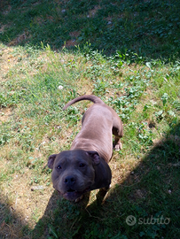 American Bully gravida