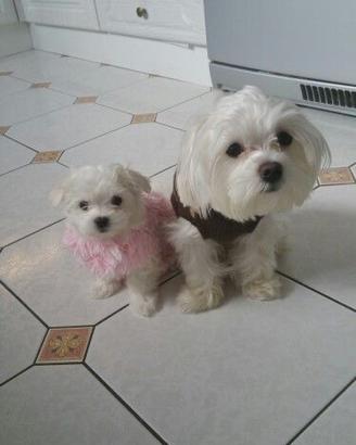 Cucciola Maltese mini Toy