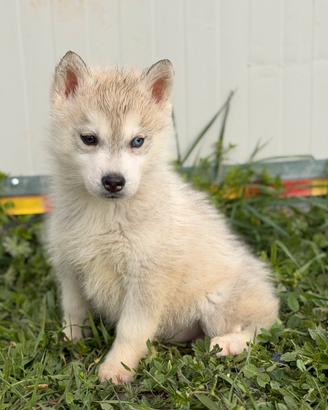 Siberian Husky con pedigree enci