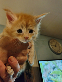 Gattine Maine coon