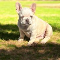 Cucciola di bulldog francese lilac platinum