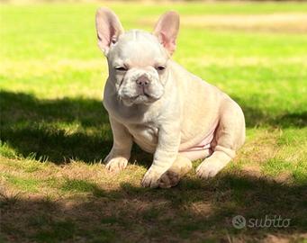 Cucciola di bulldog francese lilac platinum