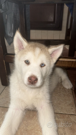 Cucciola Siberian husky