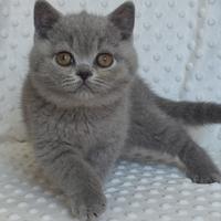 British shorthair maschio