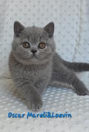 British shorthair maschio