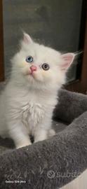 Cuccioli Angora Turco