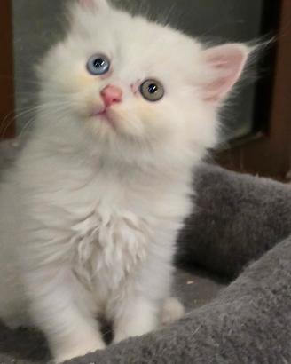 Cuccioli Angora Turco
