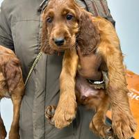 Cuccioli setter irlandese