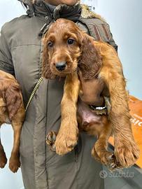 Cuccioli setter irlandese