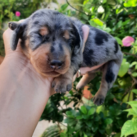 Cucciole bassotto kaninken