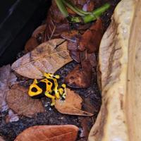 Dendrobates leucomelas