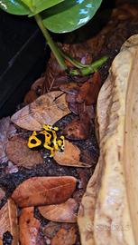 Dendrobates leucomelas