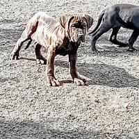 Cucciole di cane corso