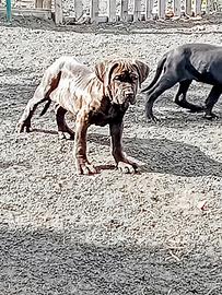 Cucciole di cane corso