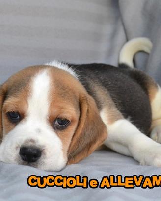 Beagle cuccioli in Allevamento ric. Enci