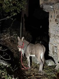 Asino maschio misto Martinese