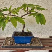 Bonsai