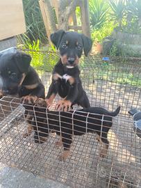 Jagdterrier