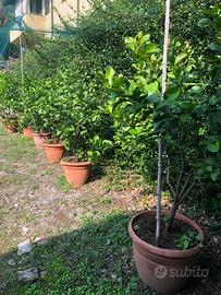 Piante limoni