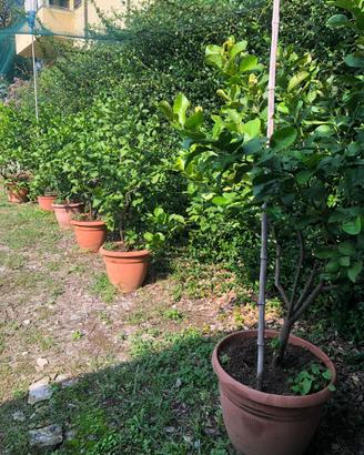 Piante limoni