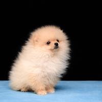 Pomerania cucciolo