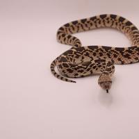 Bull Snake
