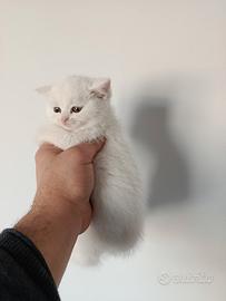 Cuccioli di scottish straight e fold