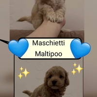 Maltipoo mini toy