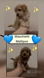 Maltipoo mini toy