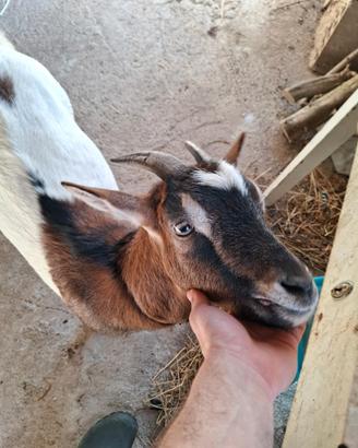 Trio caprette nane tibetane per amanti animali