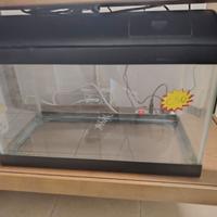 Acquario
