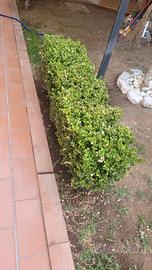 piante da siepe 