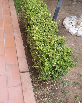 piante da siepe 