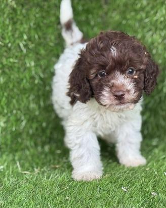 Lagotto romagnolo